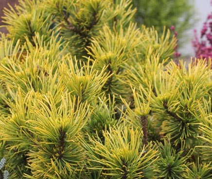 Сосна горная Карстенс Винтер Голд